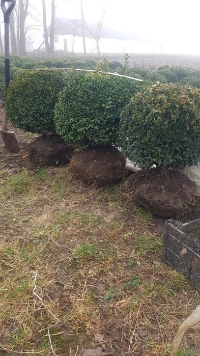 Самшит вічно зелений