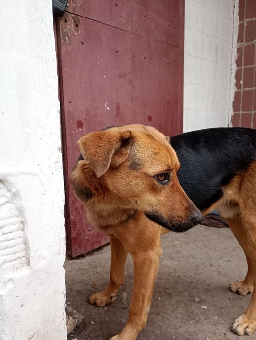 Шукаю господаря і друга.