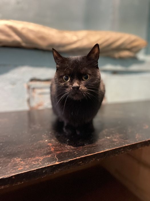 Срочно нужен дом для кошечки