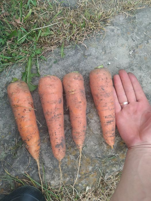 Морква ''Болівар"