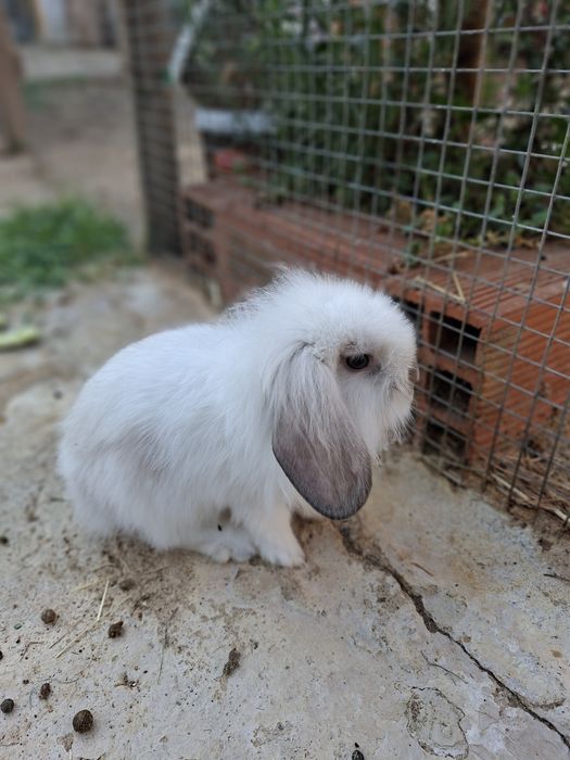 Coelhos Anões Raça Belier Puros