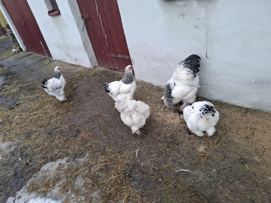 Brahma granastojowa jaja lęgowe