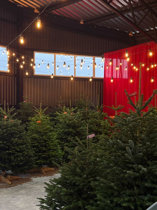 Великі новорічні ялинки 3–5 м | Ялиця Нордмана | Преміум якість