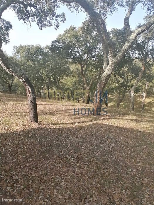 Terreno Rústico  Venda em Melides,Grândola