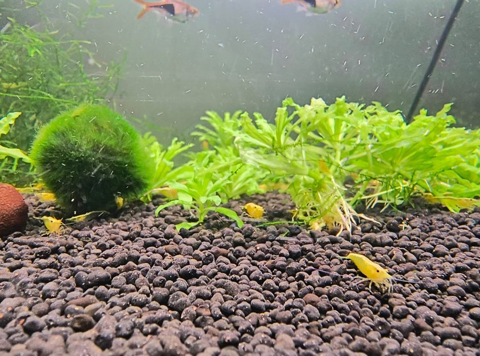 Krewetki yellow neocardina