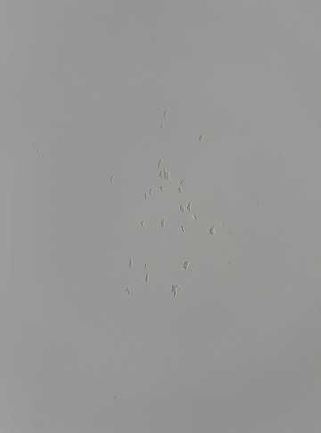 Mesa de Sala Extensível + 4 Cadeiras