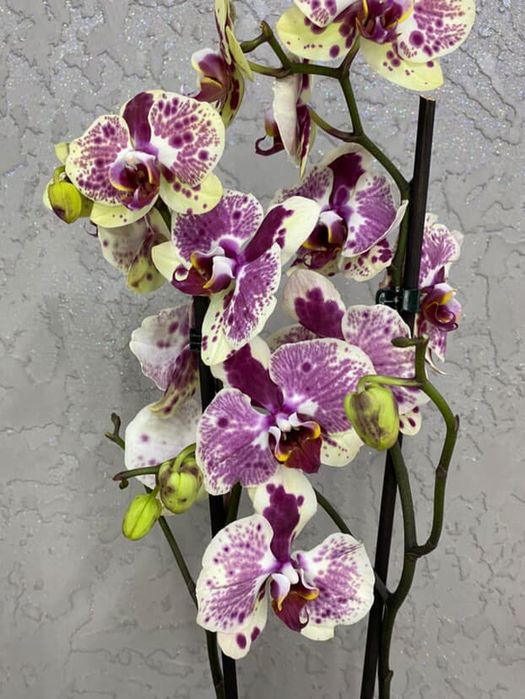 Орхідея Екзотік Пунш