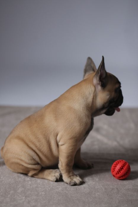 Продаються щенкі французького бульдога