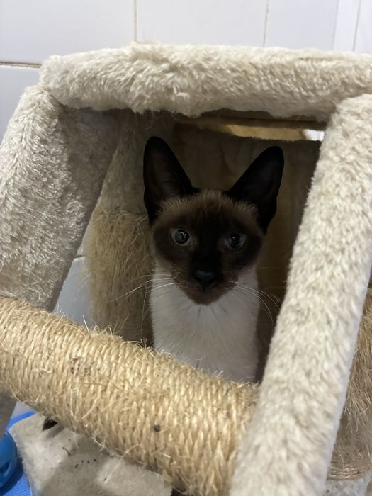Gata bebé para adoção responsável