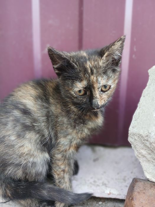 Відам кошенят друзів