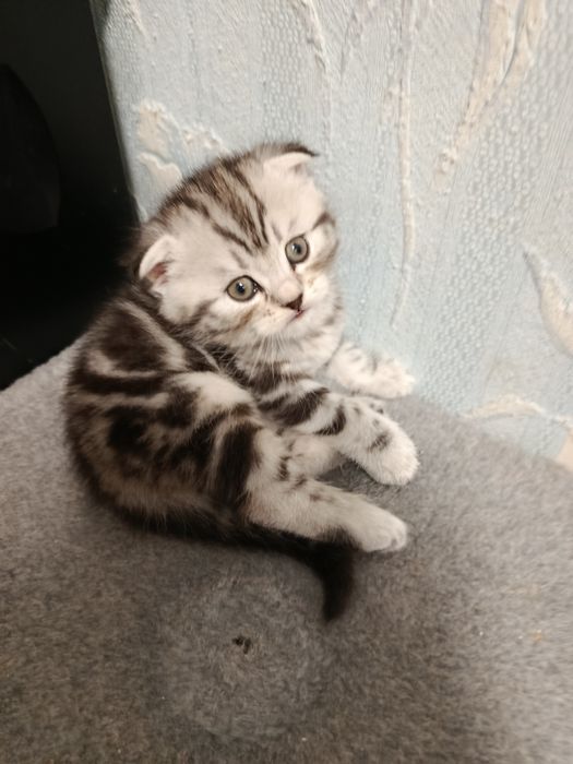 Котята шотландские вислоухие