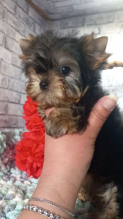 Міні хлопчики і дівчинка Йорк