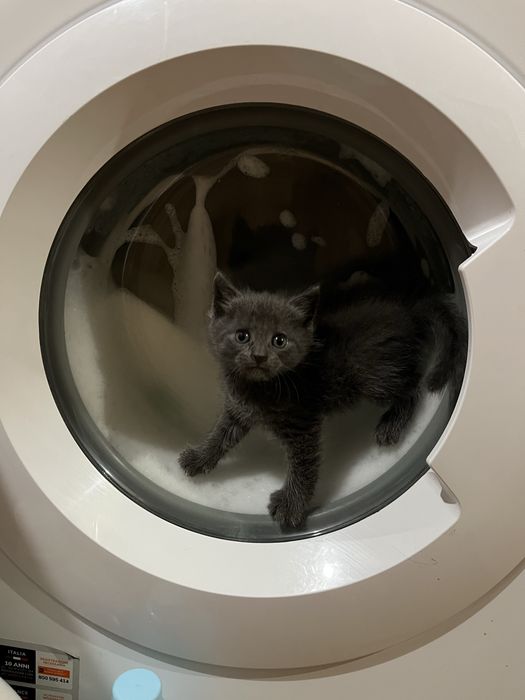 Кошенята хлопчики