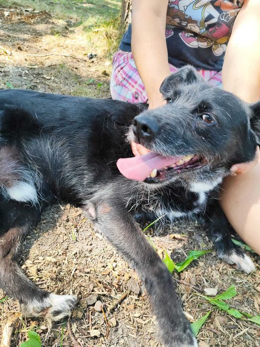 Proludzki pies dla rodziny z nastolatkami. Dogada się z psim rezydentem, ale nie z kotami. Sanczo do adopcji