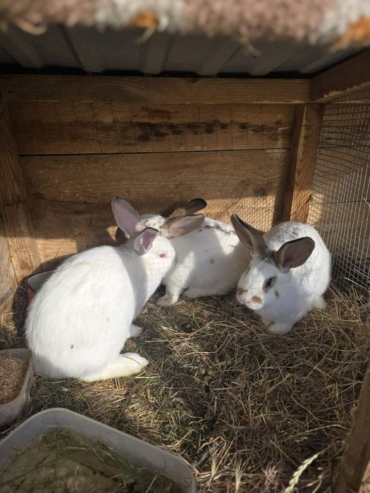 Кролики молоді, кролики.