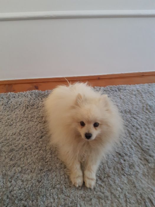 Шпіц Померанський