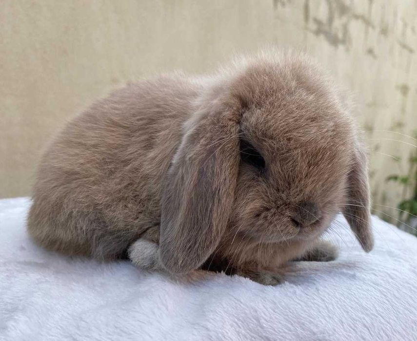 KIT Coelhos anões orelhudos, mini lop super inteligentes e dóceis