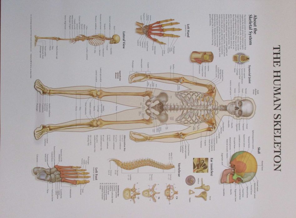 Poster grande de Medicina com Ossos e Esqueleto