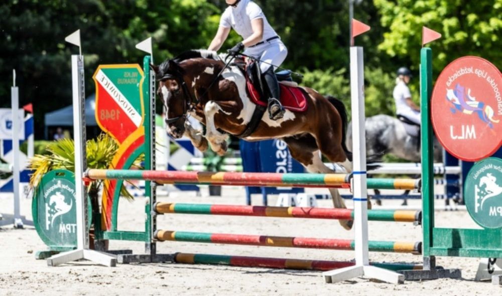 Sportowy kuc do skoków