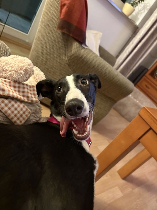 Hades szuka nowego domu