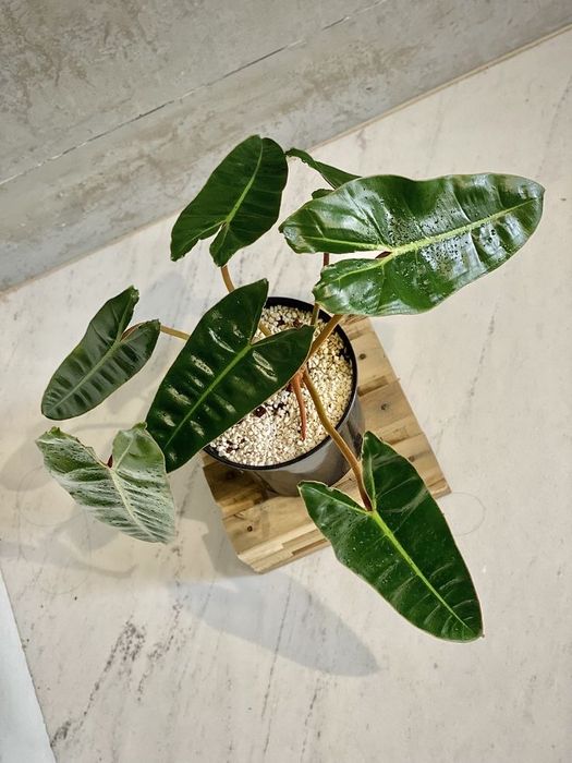 Філодендрон Білліє (Philodendron billietiae)