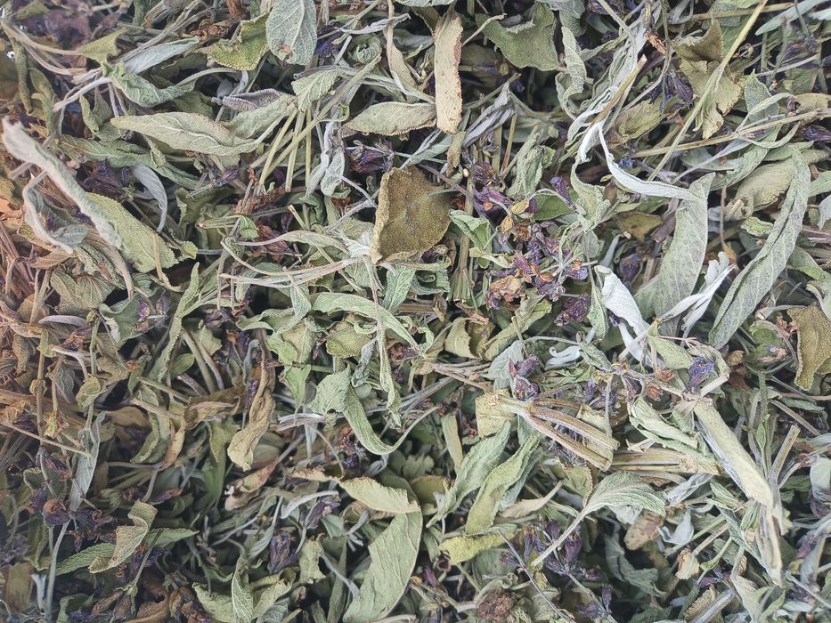 Шавлія сушена 2024