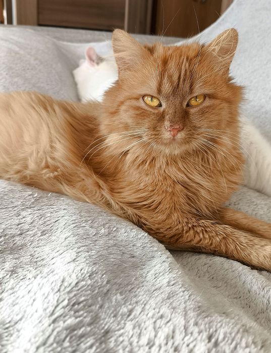 Шукає домівку руда красуня