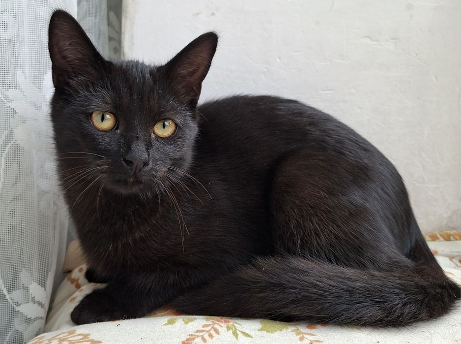 Кошенята — тигрик і чорна дівчинка