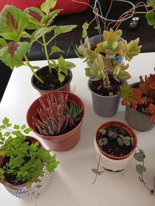 Plantas naturais 5 euros