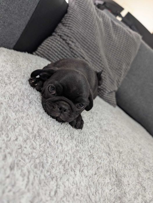 PUG Carlin Bebé   com 2 meses