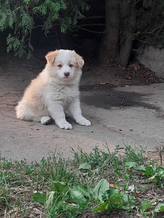 Psiaki cudaki Border collie
