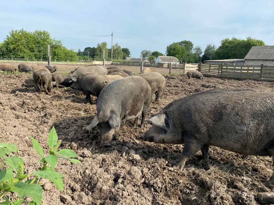 Продам поросята мангали різного віку