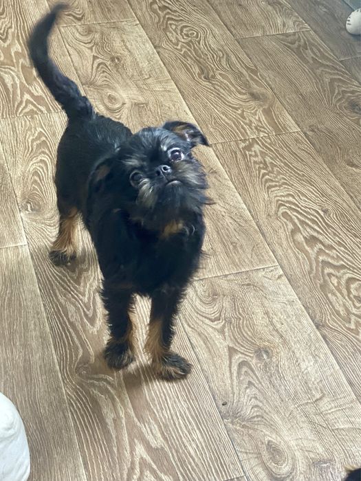 Бельгийский гриффон