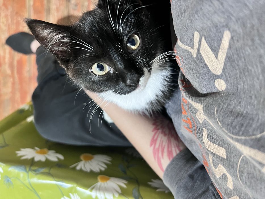 Кошечка ищет дом