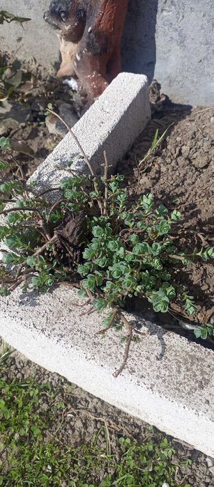 Седум грунтопокривний