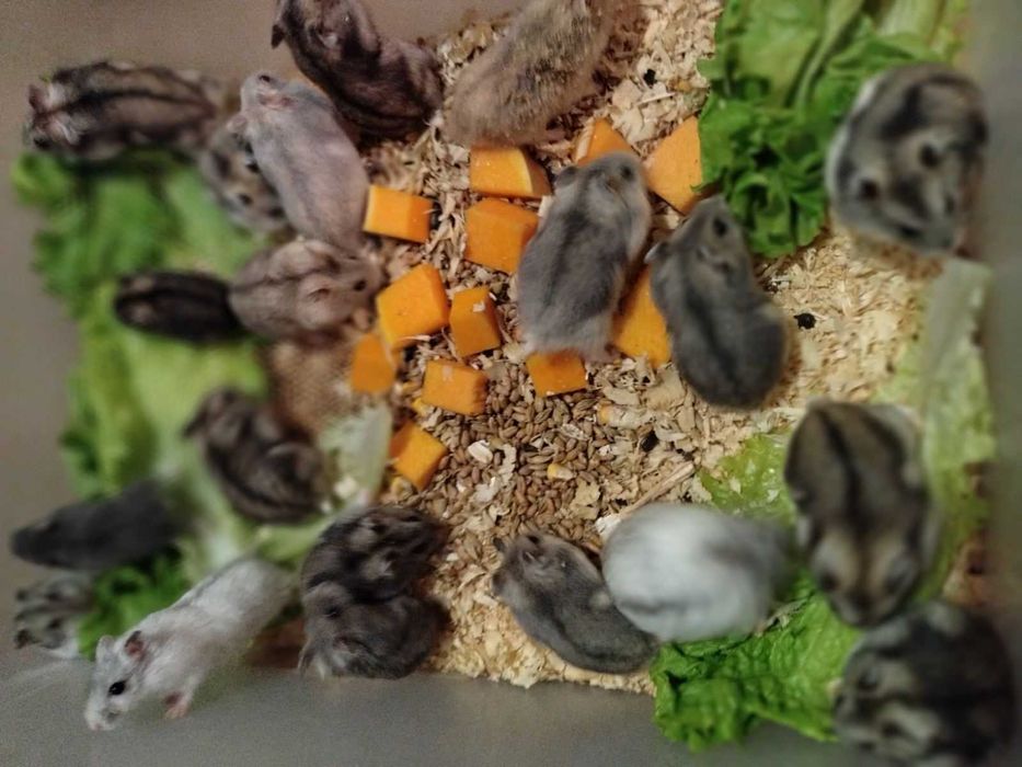 Продам джунгариков