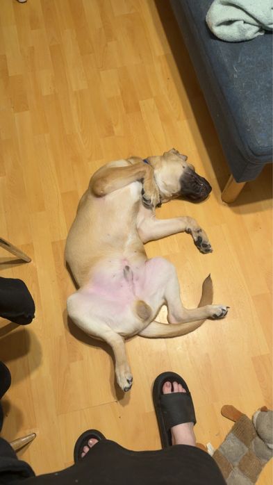 Oddam psa do adopcji