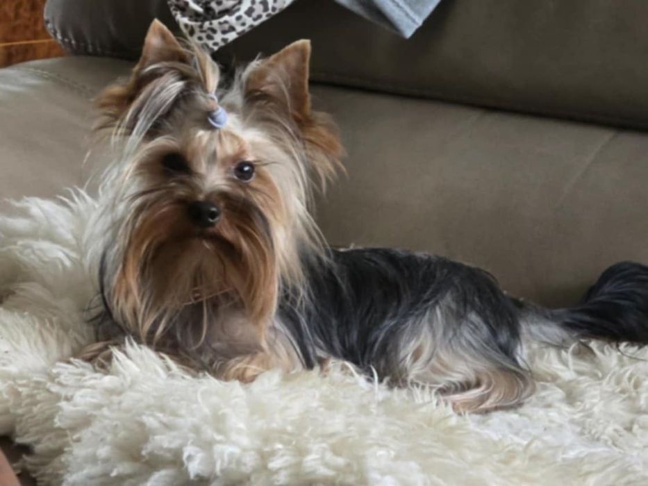 Yorkshire szczenięta rezerwacja