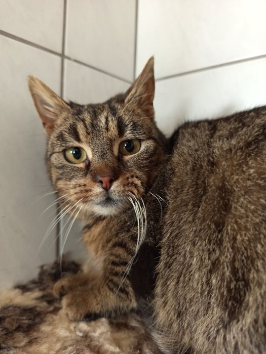 Drobna i bardzo przyjazna koteczka do pokochania