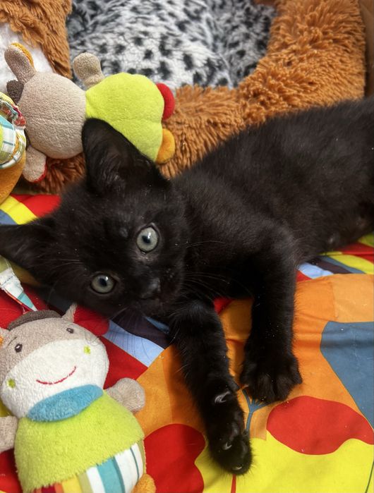 Малюк шукає тата і маму