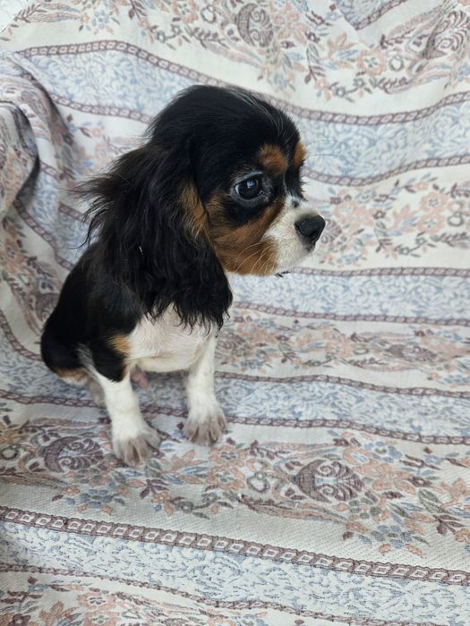 Cavalier King Charles Spaniel