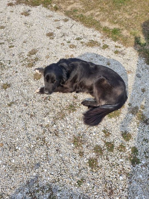 Oddam za darmo pieski