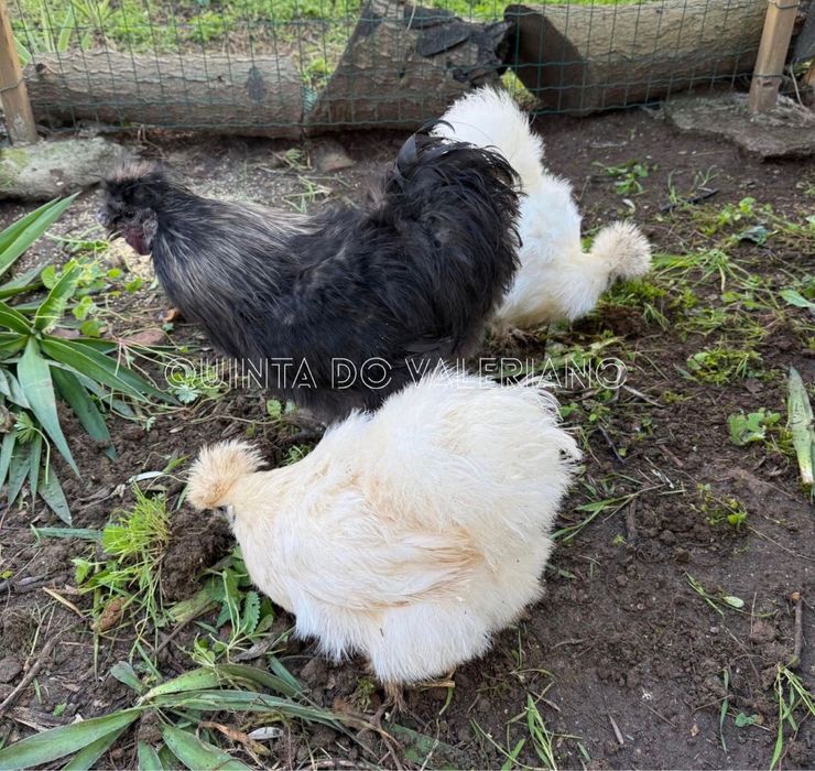 Ovos férteis e pintos de raça