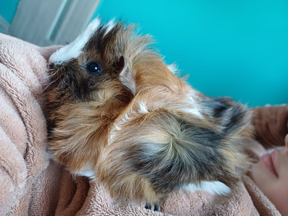 Swinka morska, cavia domowa samczyk