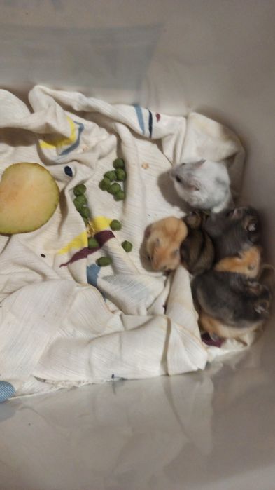 Продам карликовых хомячков