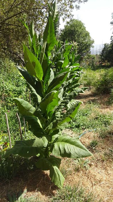 1000 Sementes Tabaco Virginia Gold Biológico Orgânico Natural Planta