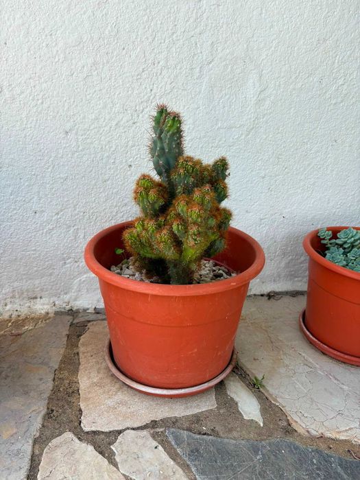 Vasos Grandes Plantas Variadas