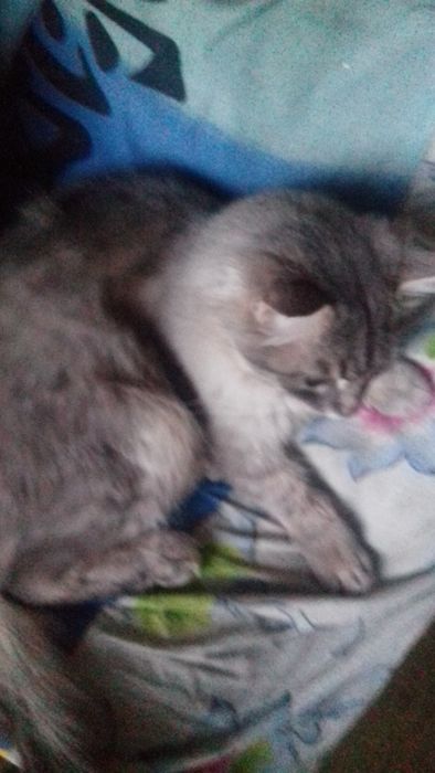 Отдам в добрые руки кота