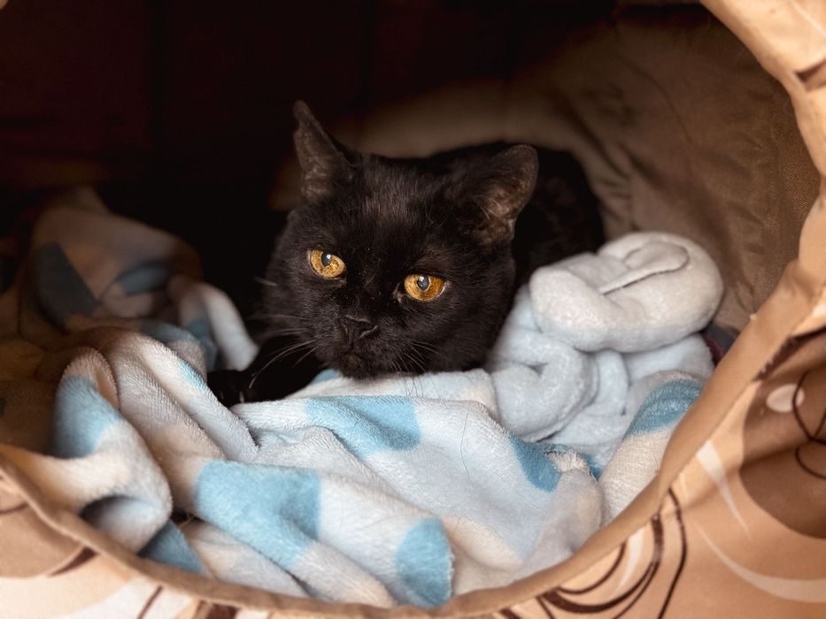 Radek - potrzebny dom stały lub tymczasowy