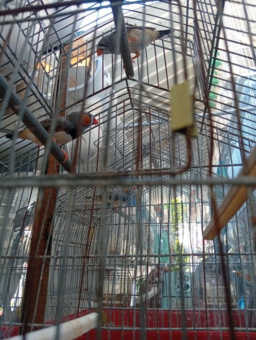 Mandarins para mudar de gaiola